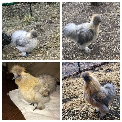 polish silkie chicken mix|pictures of baby polish chickens.